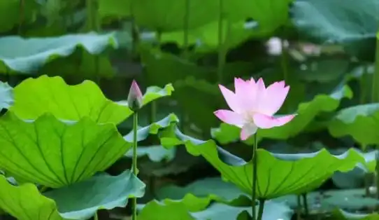 地铁公交直达!广州万朵粉色花海大爆发