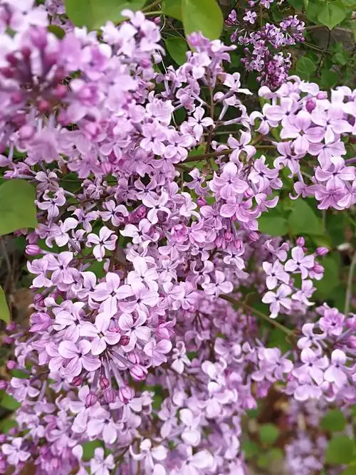 我喜欢的丁香花.