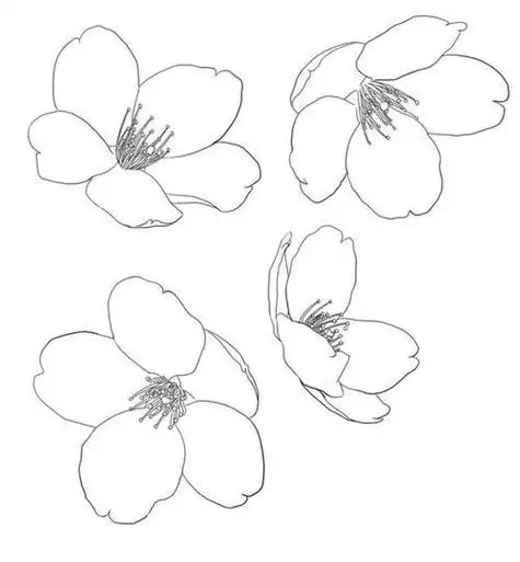 樱花简笔画教程卡通樱花简笔画 卡通樱花简笔画的画法樱花怎么画简笔