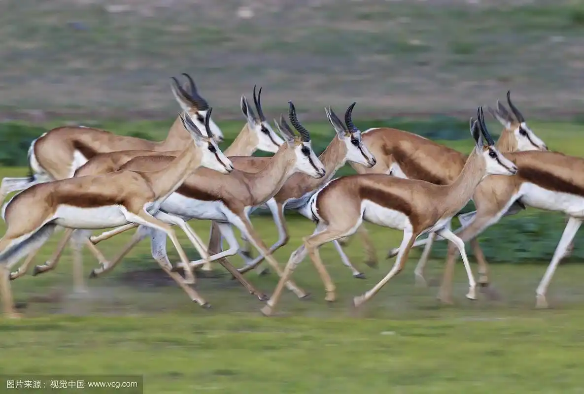 羚羊(antidorcas marsupialis),兽群奔跑,在雨季的绿色环境中,卡拉