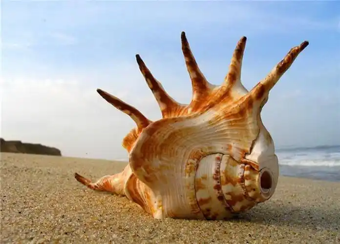 漂亮的贝壳