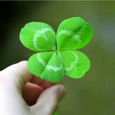 幸运草头像图片大全寓意好运幸运