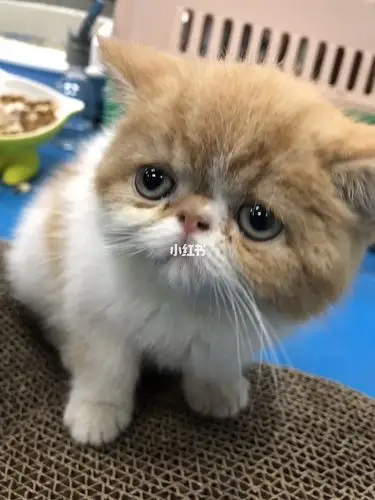 加菲猫和蓝猫生出来的孩子是图三