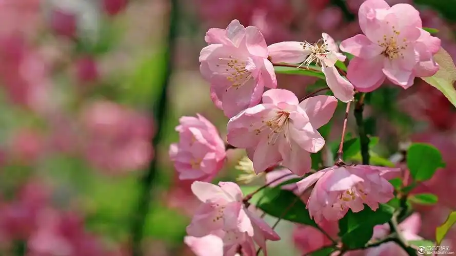 【360资源组】海棠花桌面高清壁纸