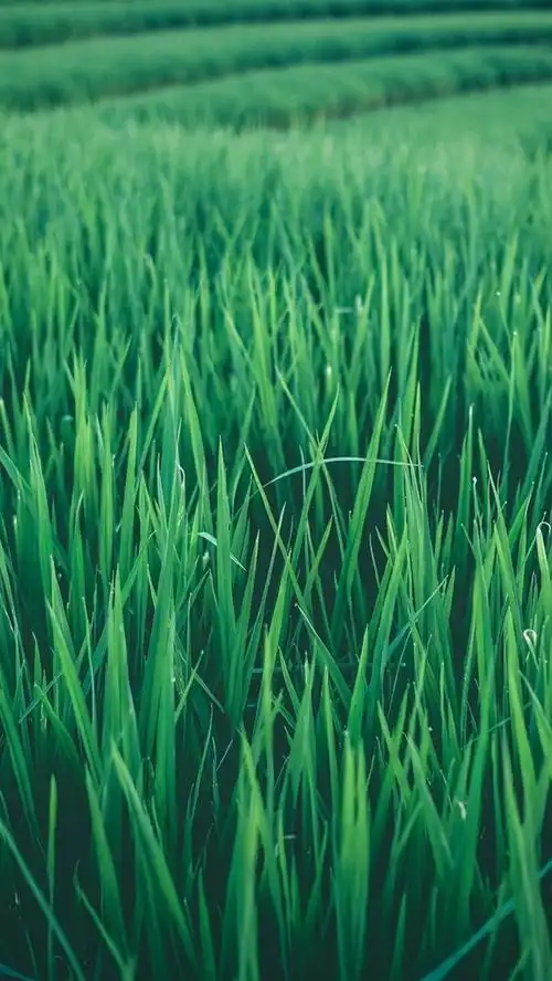 稻田,绿叶 iphone 壁纸