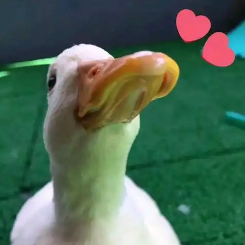 今日的鸭鸭表情