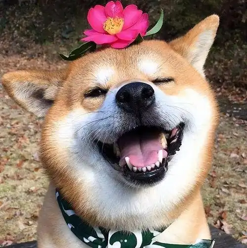 狗会不会笑,狗是不会笑的(狗狗"开心"时)