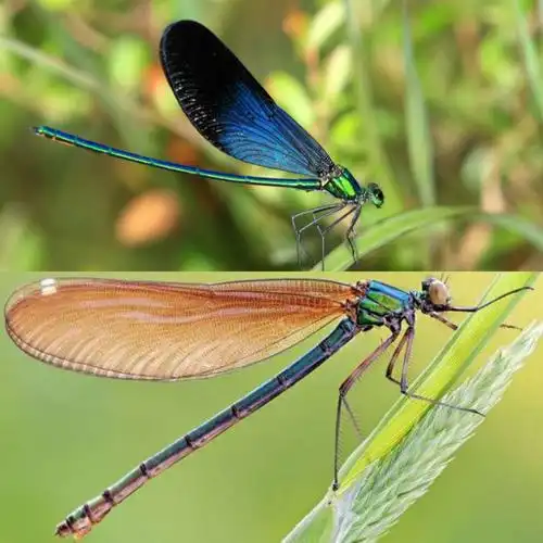 千姿百种话蜻蜓