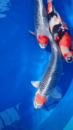 写美篇特种锦鲤绝色纹, 水中活力更美趣.