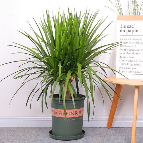 多头龙须龙血树龙铁树绿植盆栽大型花卉植物大型绿植