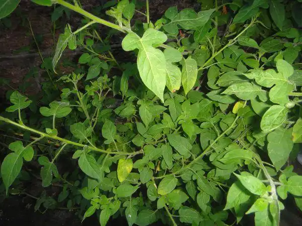 这是什么草药或植物(急)