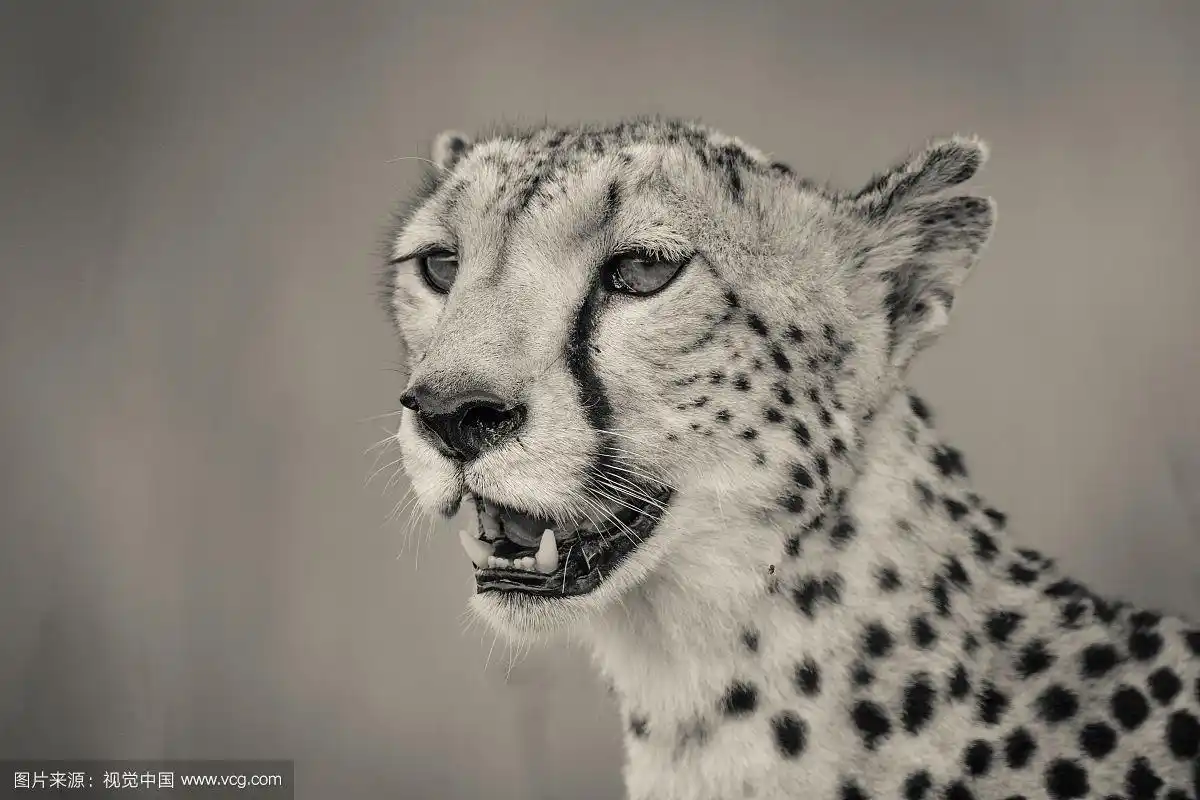 猎豹肖像-黑白