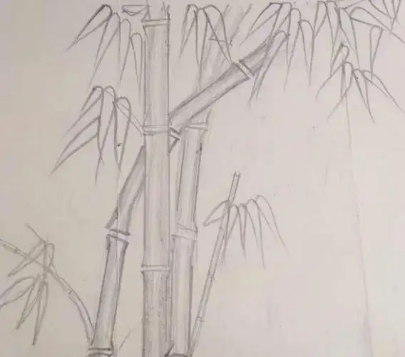 竹子怎么画最简单又好看图片后提笔锋再摁下也称顿下