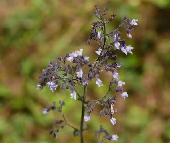 p>紫萼香茶菜(学名: i>isodon /i>  i>forrestii /i> (diels) kud  )