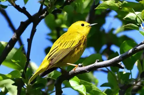 北美洲黄莺yellow warbler