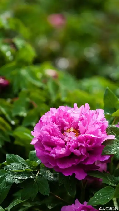 牡丹- 堆糖,美图壁纸兴趣社区