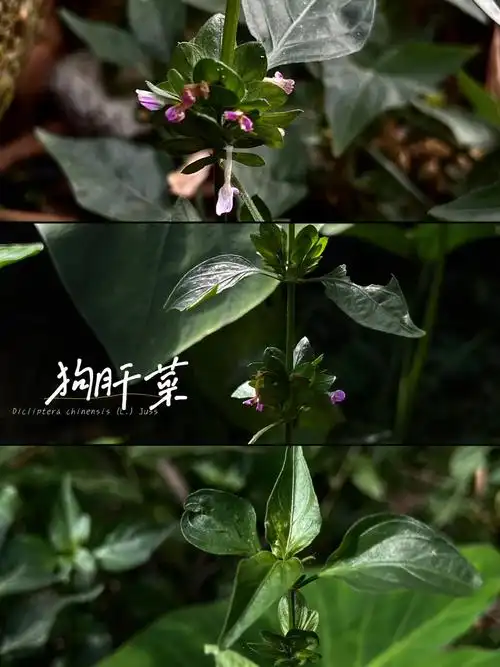 146狗肝菜潮汕乌面草