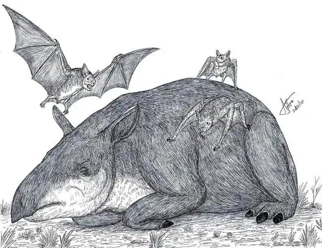 最大的蝙蝠图片(50厘米巨型吸血蝙蝠,巨型哺乳动物也是它的菜谱,还好