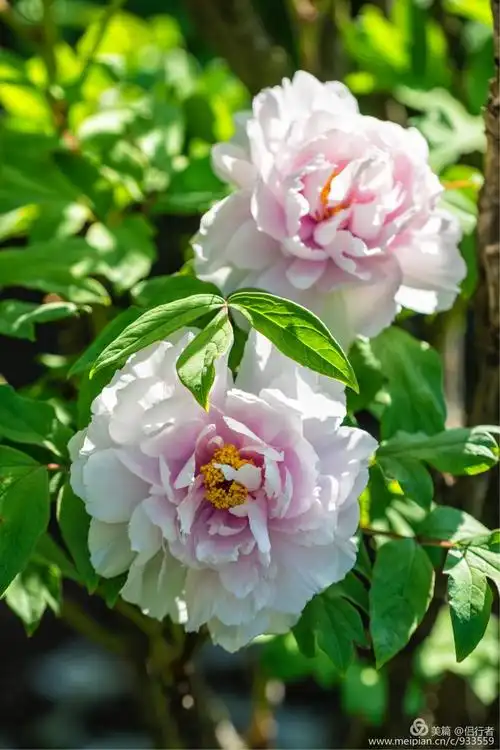 1198_1798竖版 竖屏