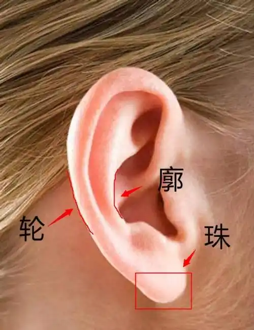 耳垂肥厚运势 耳垂越来越厚 命理