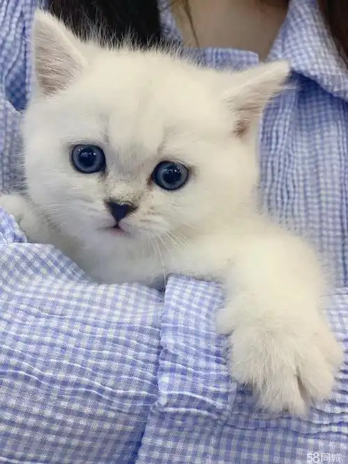 英短蓝白银渐层蓝白 健康无癣 送猫用品 签协议