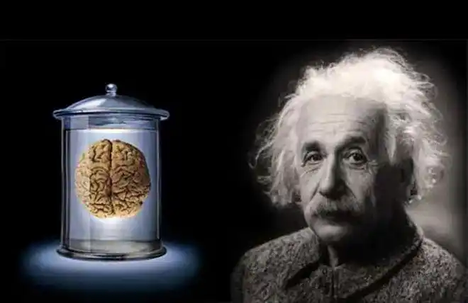 爱因斯坦的大脑被人偷走切成240块科学家研究数十年一无所获
