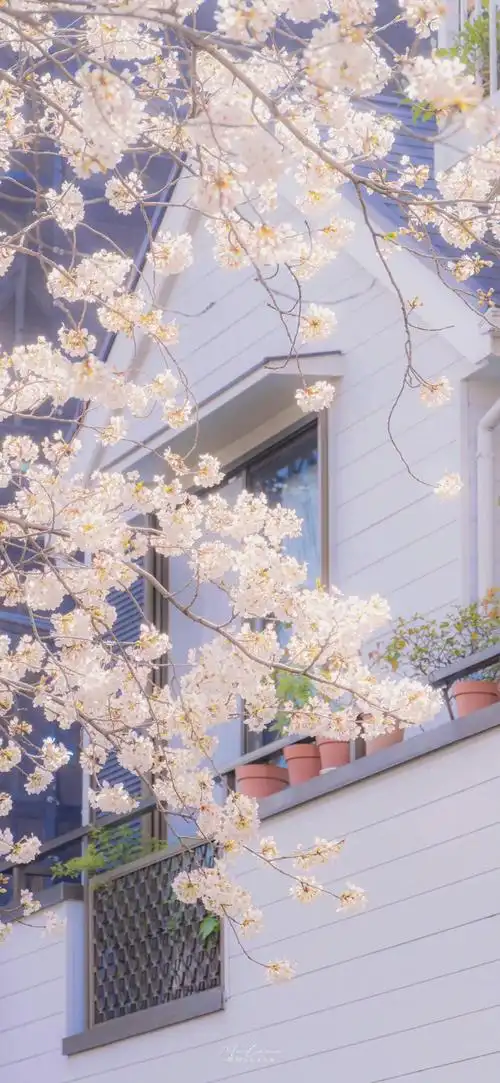 温柔粉绿春夏壁纸ins治愈系壁纸