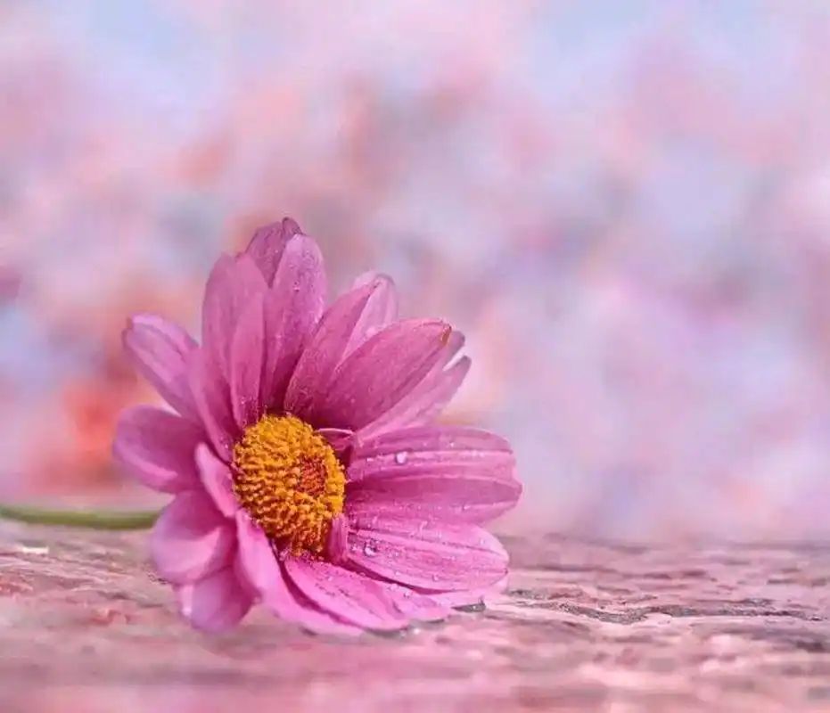 于你,一见倾心,再见痴情