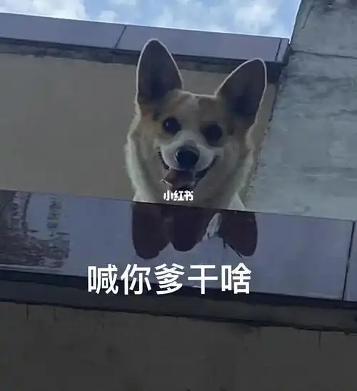 笑死我了#猫咪表情包  #布偶猫  #柯基  ,令我惊讶的是朋友在一万黢黑