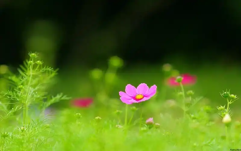 小花朵 清新唯美ppt高清背景
