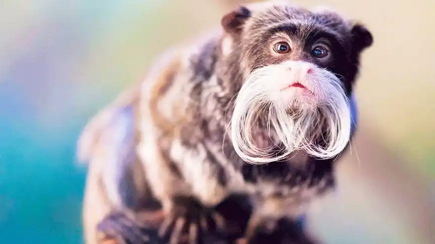 盘点5个有奇特胡须的动物!大开眼界!男人味十足!