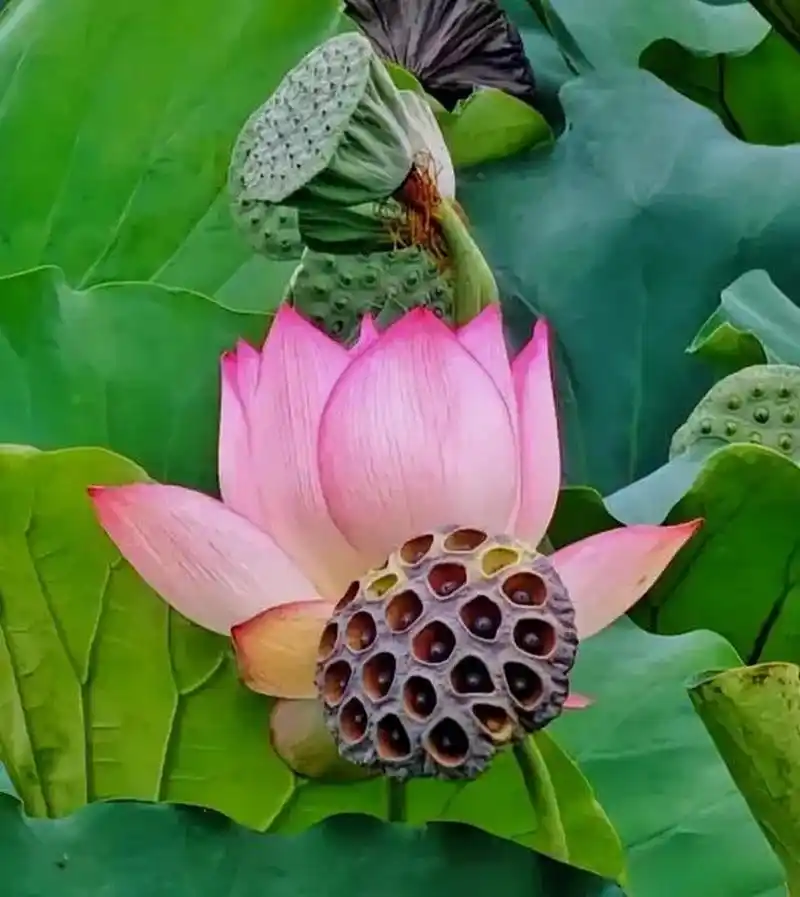 美丽的植物风景 大自然花草美景