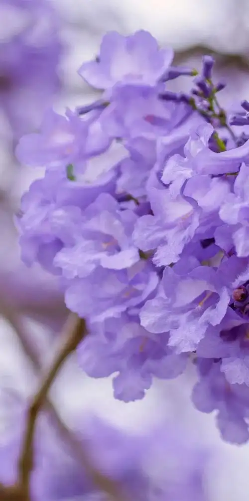 壁纸|浪漫紫色系蓝楹花壁纸合集|wifi|壁纸|紫色|蓝楹花_手机网易网