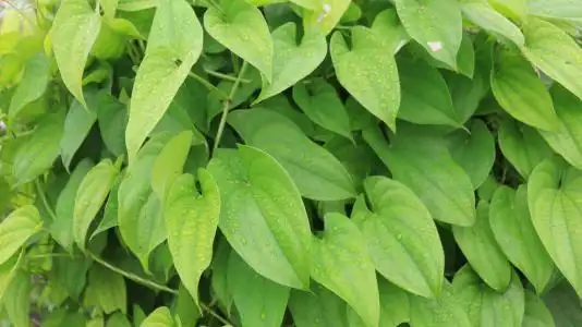 山药叶子长什么样