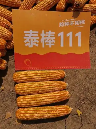泰棒111特长穗玉米新品种白轴15954303846