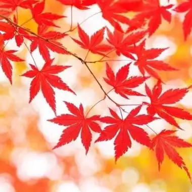 浪漫秋天红色的枫叶头像图片