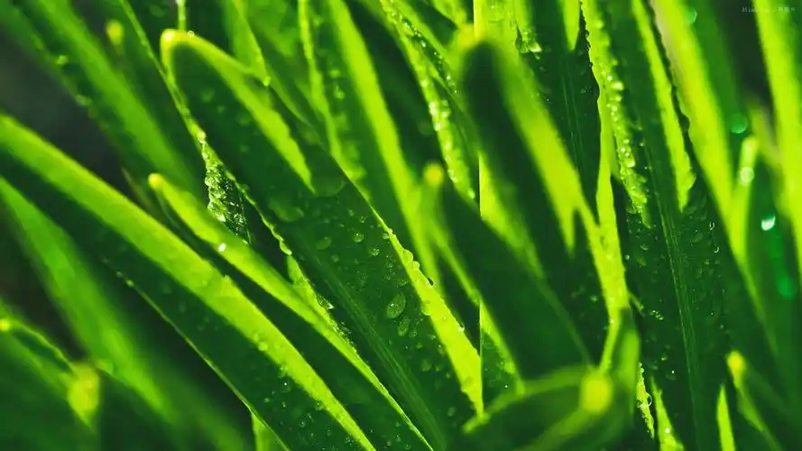 护眼清爽花卉植物唯美高清桌面壁纸