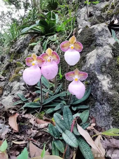带你领略大自然的魅力之硬叶兜兰