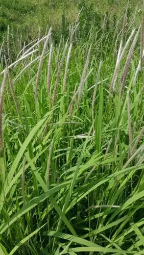 茅草根是什么植物的根,有什么作用?