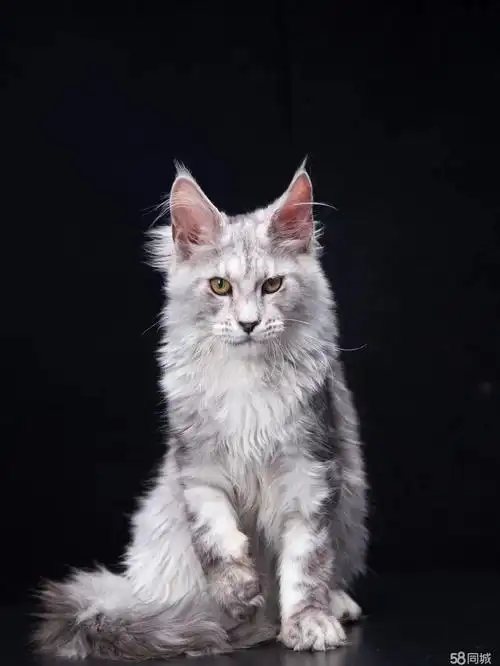 【58同城】红都广场孟买猫价格_多少钱一只|红都广场500-1000元孟买猫