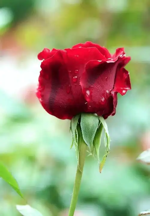 一朵含苞待放的红玫瑰,爱的炽热!