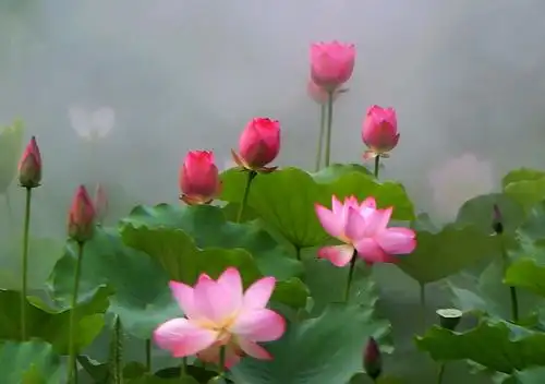 荷花仙境 - 美篇