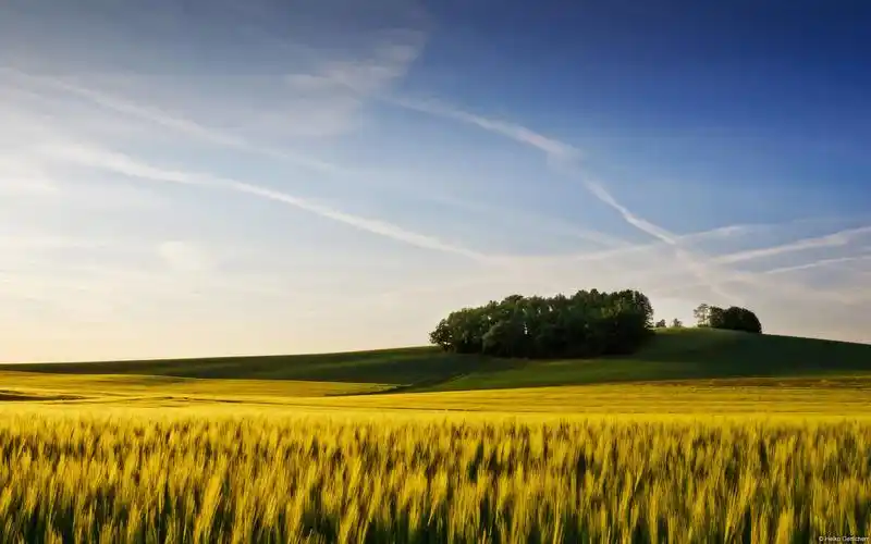安卓(android)风景 美景 大气 景色 自然 麦田高清手机壁纸免费下载
