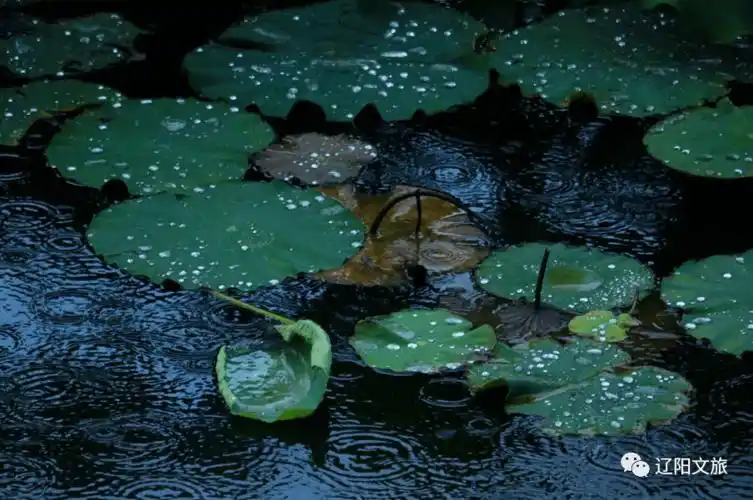 夏雨落在7月古城,古韵幽幽,让人留恋!