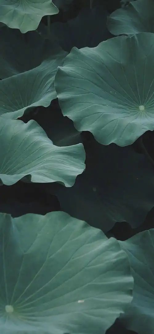 小清新荷花护眼高清手机壁纸