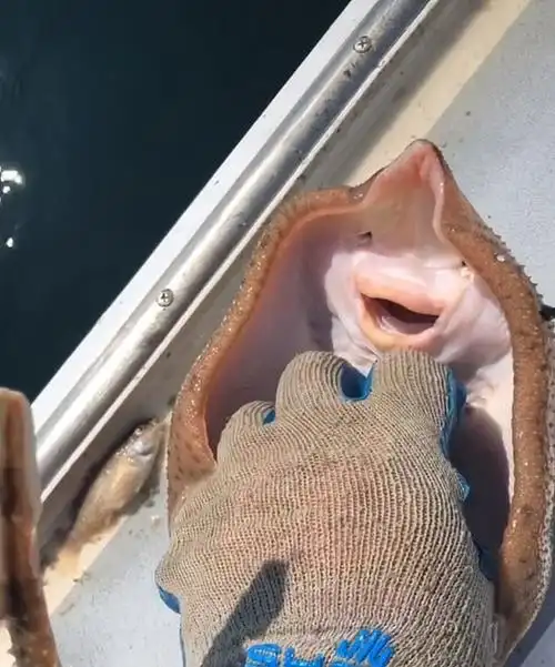 美国一名渔民分享给鳐鱼挠痒痒视频惹争议被批虐待动物
