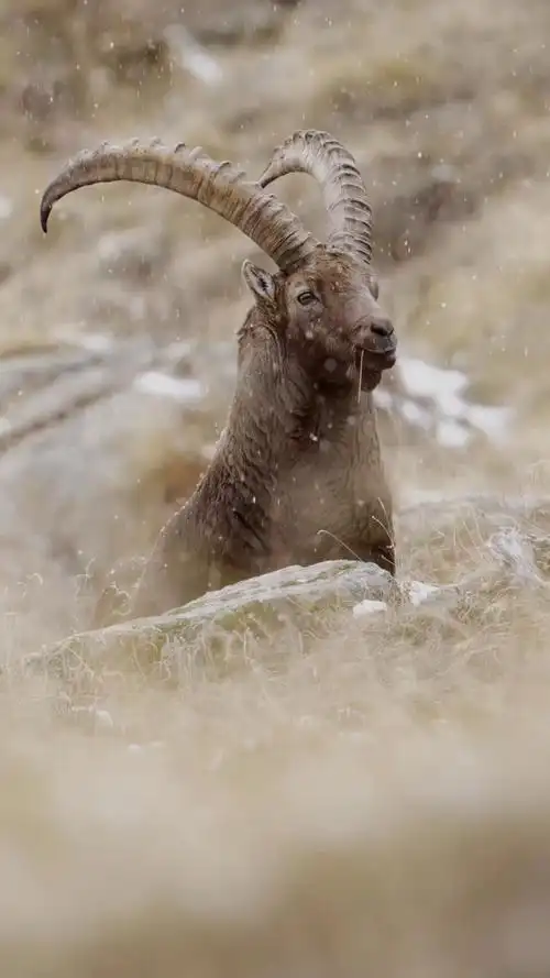 一只北山羊在雪中嚼草