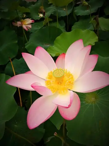 最美夏日莲花池