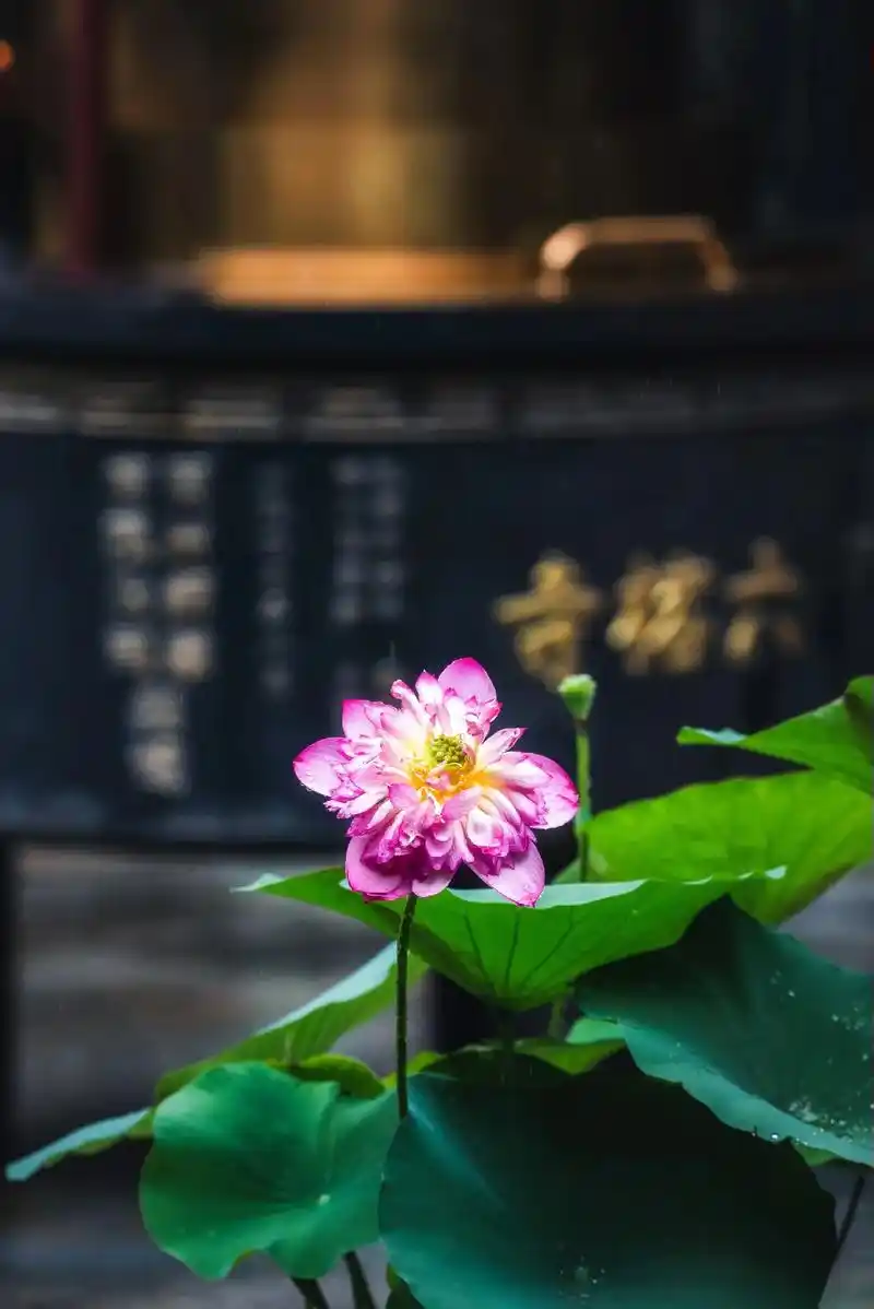 这应该是整个广州城最有禅意的荷花了,图片 - 抖音