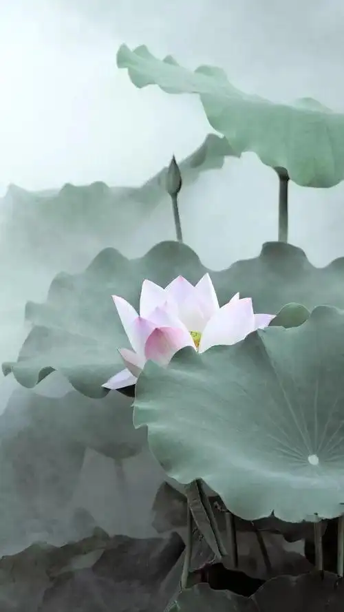 心生莲花,芬芳自来